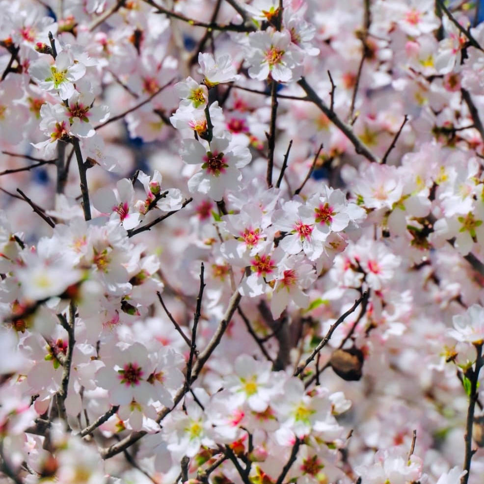 Datça Badem Çiçeği Festivali 2024